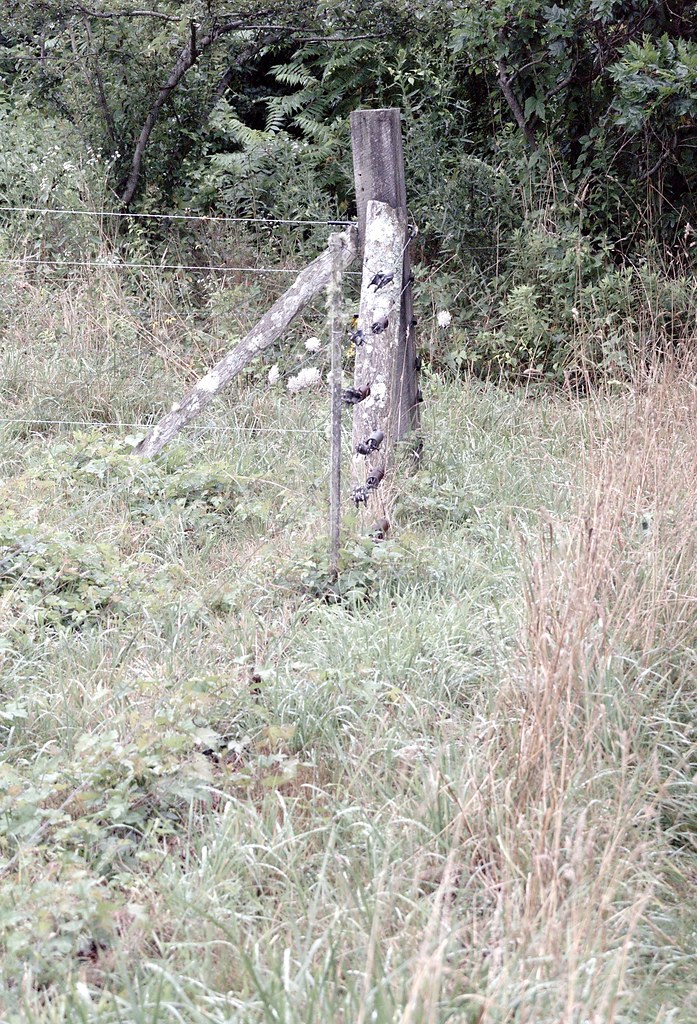 Weathered wooden fence post with wire strands on an overgrown rural boundary